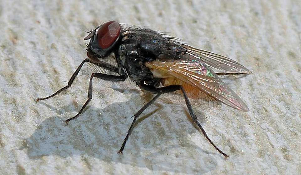 House Fly