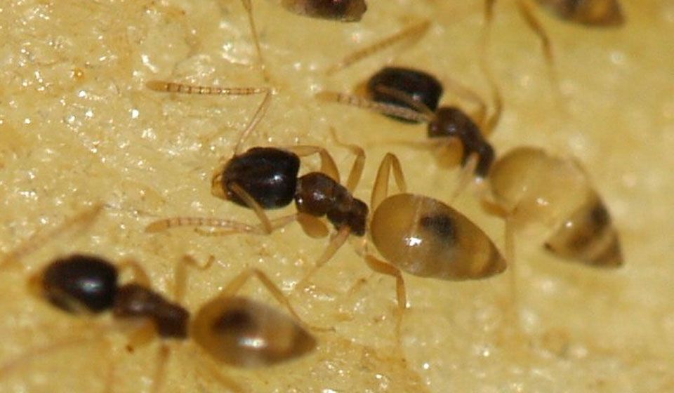 Ghost Ant