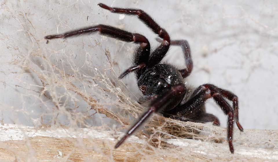 Black House Spider