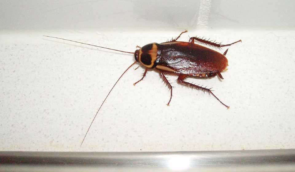 Australian Cockroach 