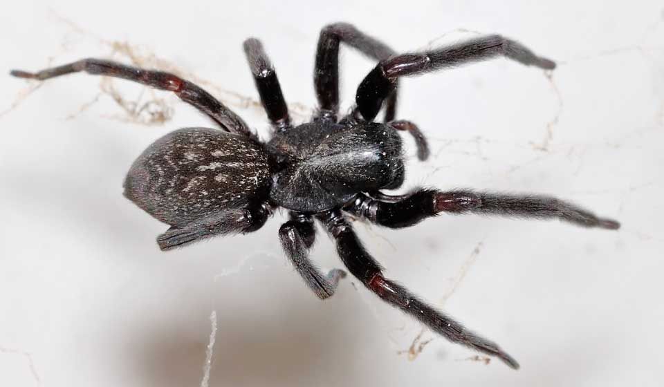Black House Spider
