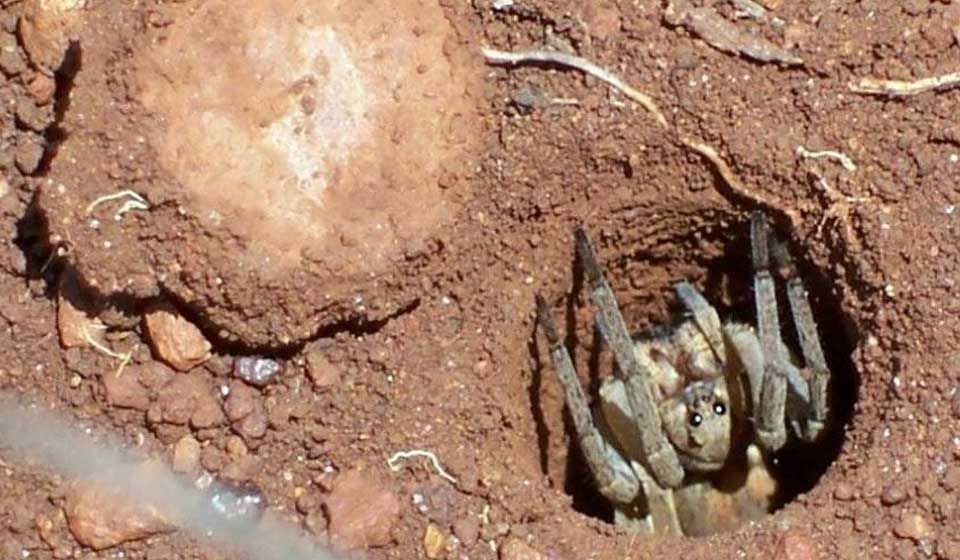 Trapdoor Spider 