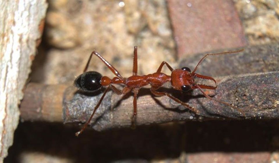 Bulldog Ant (Mymecia brevinoda)