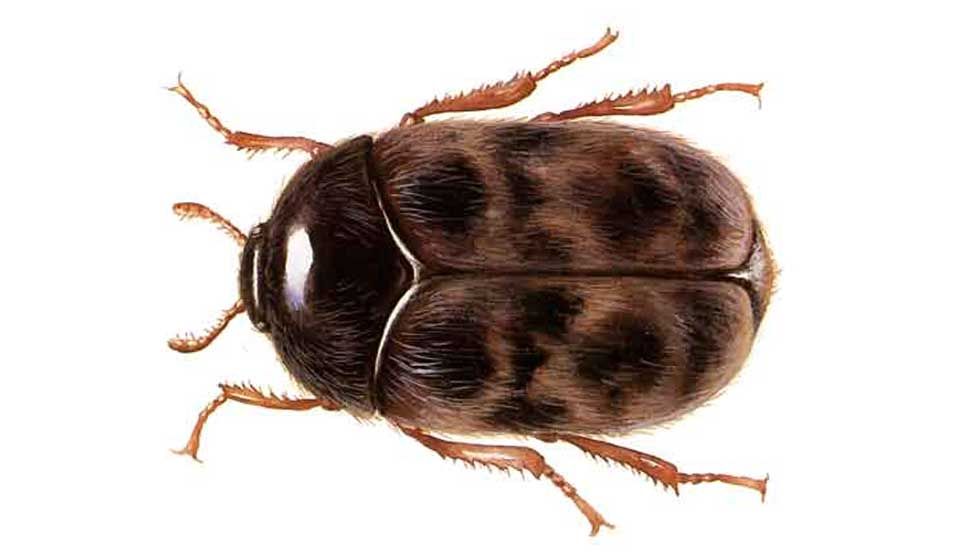 Khapra Beetle