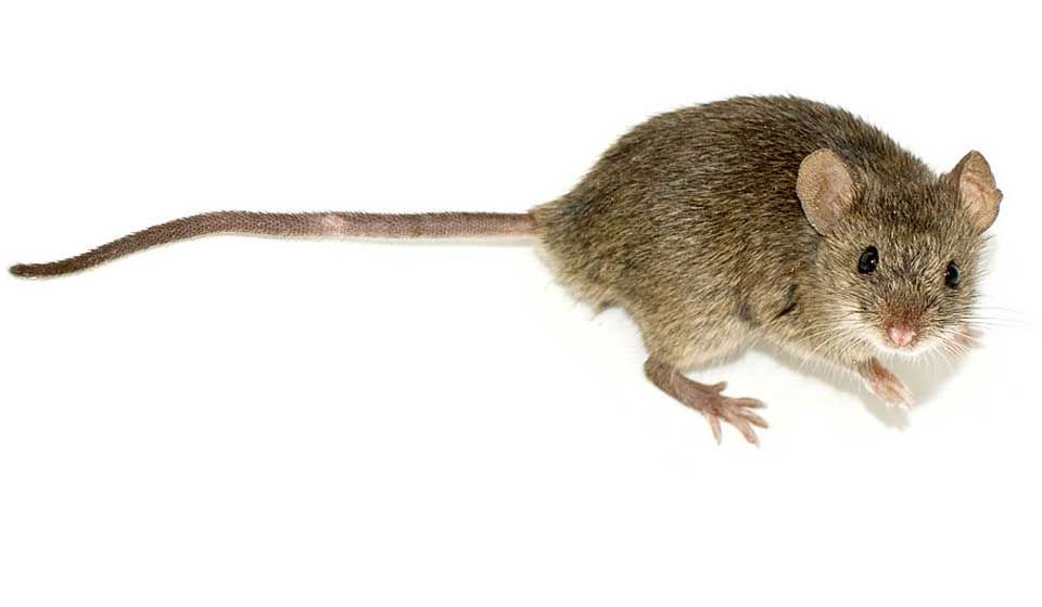 House Mouse