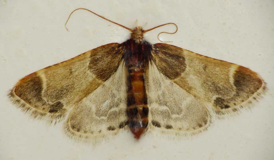 Mediterranean Flour Moth