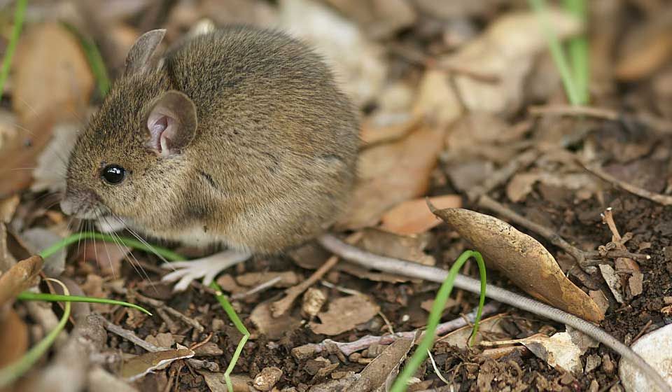 Field Mouse